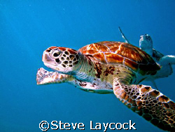 Green turtles swimming in blue water, the suns rays cutti... by Steve Laycock 